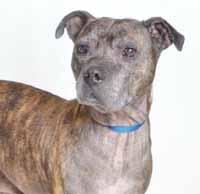 I m a very handsome and friendly boy with a stunning blue and white coat of fur! My name is Blue (A021114) and I m a 50 pound adult male Pit Bull who came to the shelter as a stray.