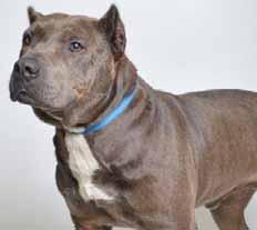 I m a sweet 10-month-old puppy named Boomer (A029685) and I m looking for someone to show me how wonderful life can be. I was found as a stray, underweight and just not feeling so hot.