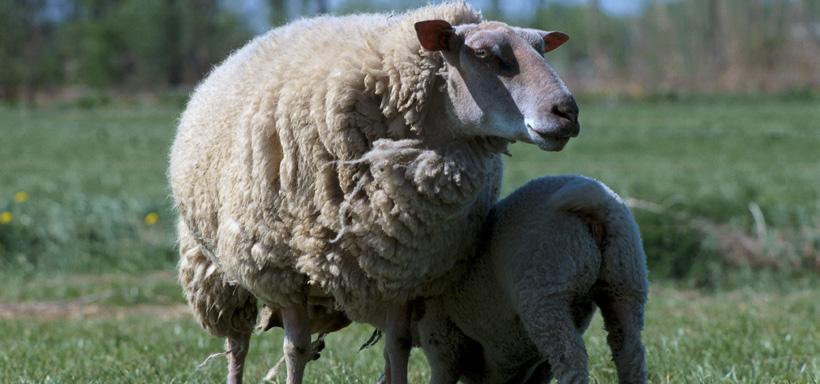 CLOSING THE GAP BETWEEN SCANNING AND REARING PERCENTAGE Most lowland flocks could achieve a lambing percentage of over 180%.