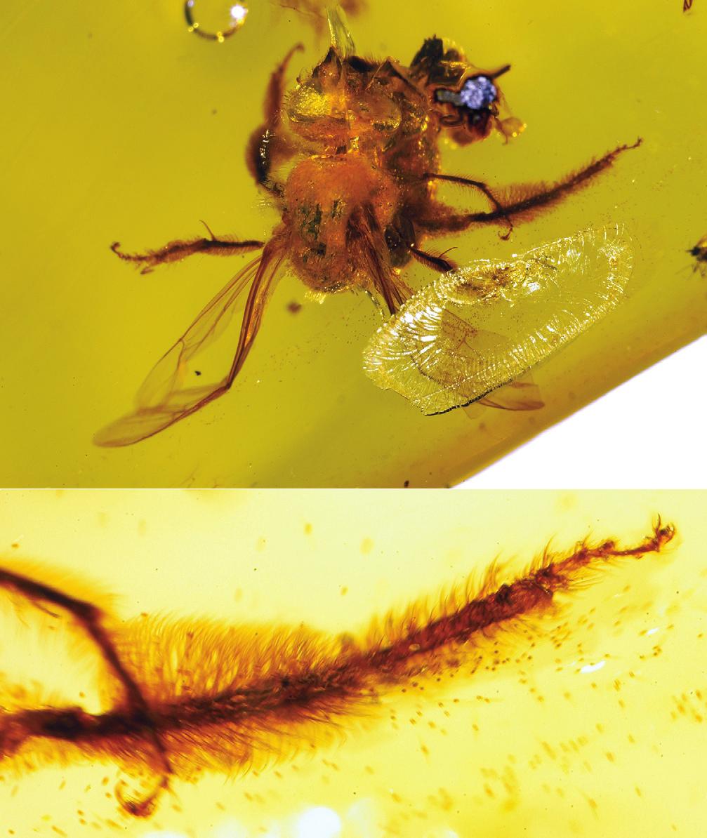 8 Michael S. Engel / ZooKeys 29: 1 12 (2009) 3 Figures 3 4. Photomicrographs of holotype female of Nesagapostemon moronei gen. n.