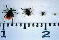 Blacklegged tick, deer tick Transmits Lyme disease, babesiosis, ehrlichiosis Found in eastern and