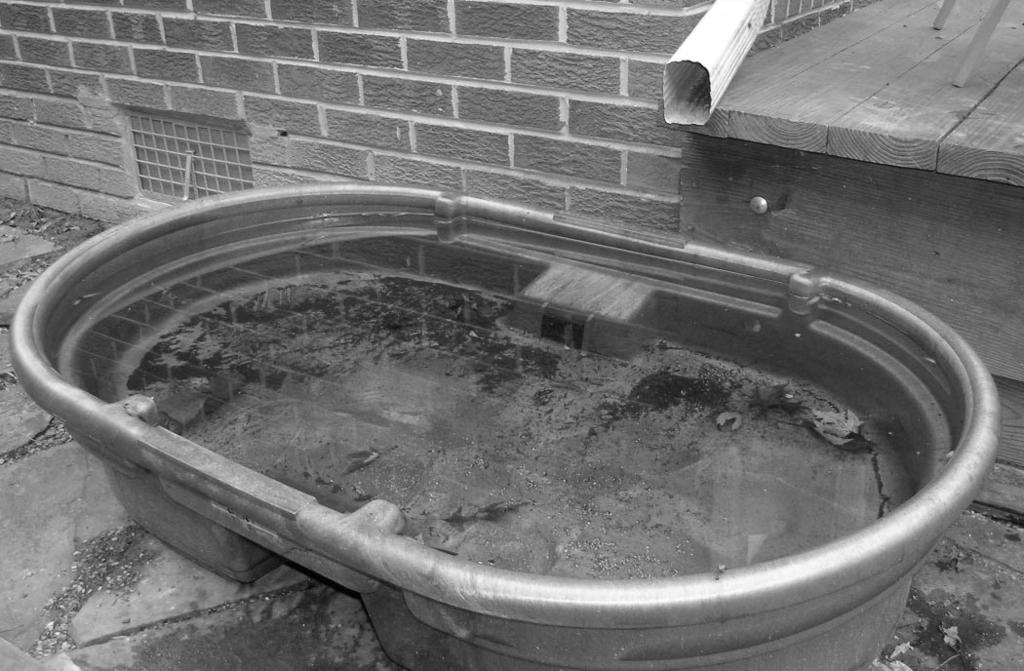 Winter (Feb.) 2005 American Currents 24 Fig. 4. The author collects rainwater in a 50-gallon tub below the downspout of his rain gutters.