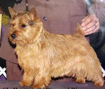 NORWICH TERRIER should not exceed 10 inches tall; Ideal weight is approximately 12 lbs.