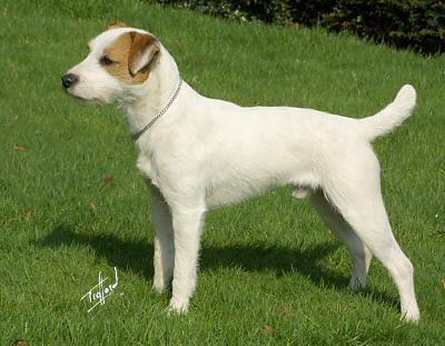 PARSON RUSSELL TERRIER 13 to 14 inches tall and 13-17 pounds.