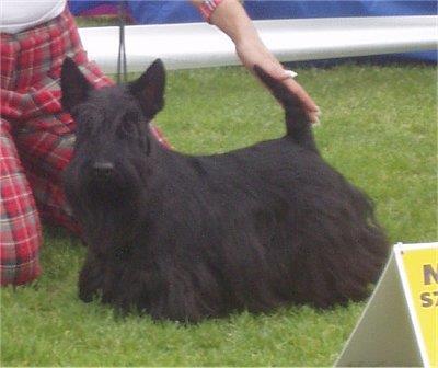 SCOTTISH TERRIER 10 inches tall and weighing from 18 to 22 pounds.