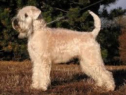SOFT COATED WHEATEN TERRIER M H 18 19 35-40 lbs