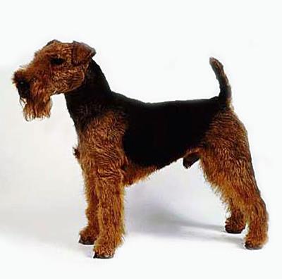 WELSH TERRIER 15 inches 20-21 pounds like to chase after things, so they shouldn't be let off lead except in an enclosed area.