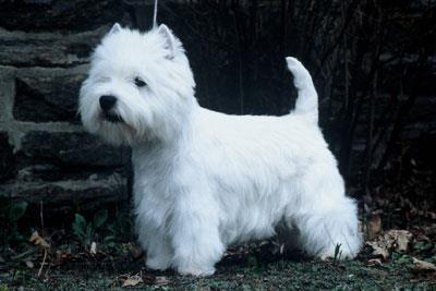 WEST HIGHLAND WHITE TERRIER Males 10-12 inches 5-22 pounds 9-11 inches, 13-16 pounds dry coats are a combination of a soft dense undercoat and a rough outer