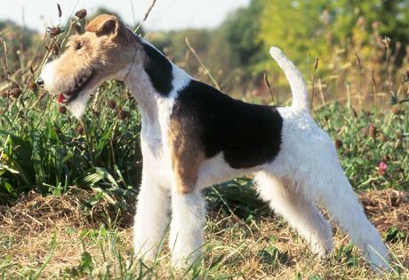WIRE FOX TERRIER Should not exceed 15½ inches tall and 18 pounds predominantly white in color with black or tan markings and
