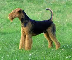 AIREDALE TERRIER Males 22-24 inches, 50-65 pounds Females 22-23 inches, 40-45