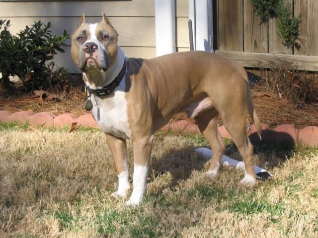AMERICAN STAFFORDSHIRE TERRIER Males 17-19 inches, Females