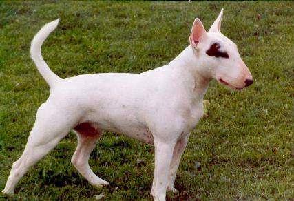 BULL TERRIER 21 to 22 inches tall and weigh 50-70 pounds.