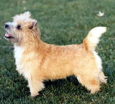 CAIRN TERRIER 10 inches tall and 14 pounds.