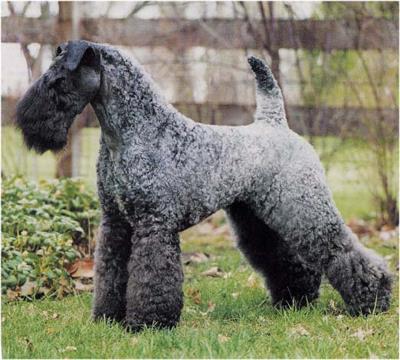 KERRY BLUE TERRIER 18½ inches tall and 33 to 40 pounds, with females slightly smaller. Farm dog; small game hunter; retriever.