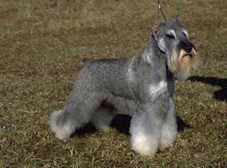 MINIATURE SCHNAUZER 12 to 14 inches tall, 10-15 pounds double coat requires hand stripping or clipping for the average