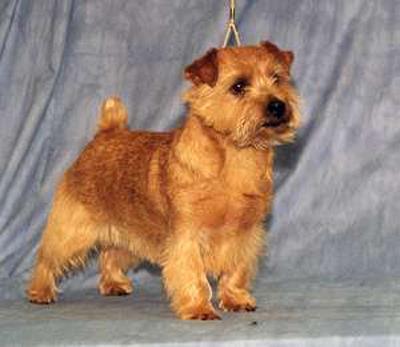 NORFOLK TERRIER 9-10 inches tall and 11-12 pounds. Females may be smaller.