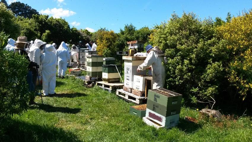 Another seven were subsequently made up using bees from John Randall s & PK
