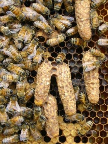 DIFFERENT TYPES OF QUEEN CELLS Swarm Cells Stand proud of comb