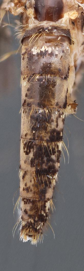 Abdomen blunt, lateral view: Mansonia