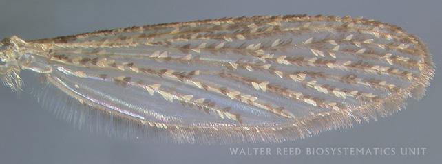 46. Wing scales on dorsal surface broad, mixed brown and white: