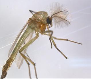 Lateral view of thorax: Aedes tormentor PHCR-E