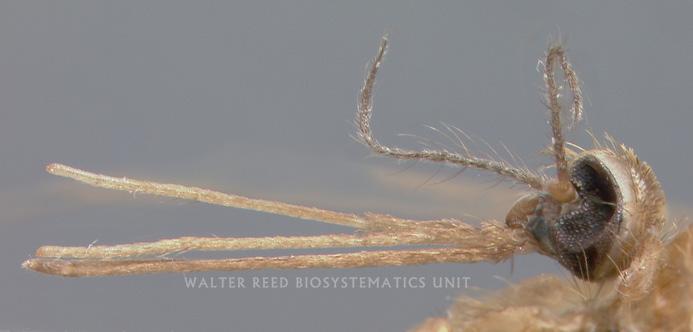 13 15) Male Female Anopheles Antennae not bushy or feather-like,