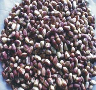 Nigerian variety Valencia variety Luchis Estrus Milk (LEM) is an aqueous extract of Arachis hypogea seeds. Arachis hypogea belong to Fabaceae (bean family).