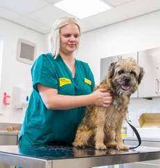 Veterinary SURGEON A Veterinary Surgeon plays a vital role in caring for the dogs at Dogs Trust.