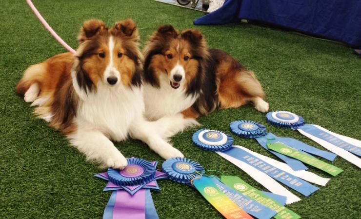 The club provided special awards to the highest scoring sheltie in each division.