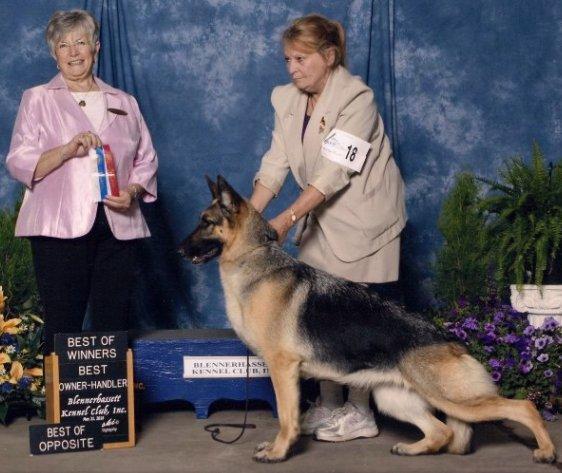Rugby gets to have all the fun. From Vicki Burke Von Charisma German Shepherds We had fun at the shows in Marietta, Ohio!