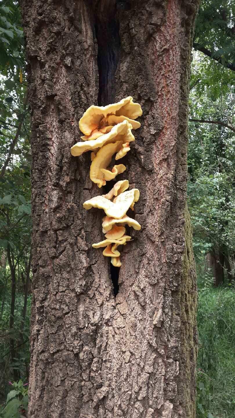 Chicken Mushroom (Photo Carolien Botha, SCE175) I have mentioned before that I think the world of insects is fascinating.