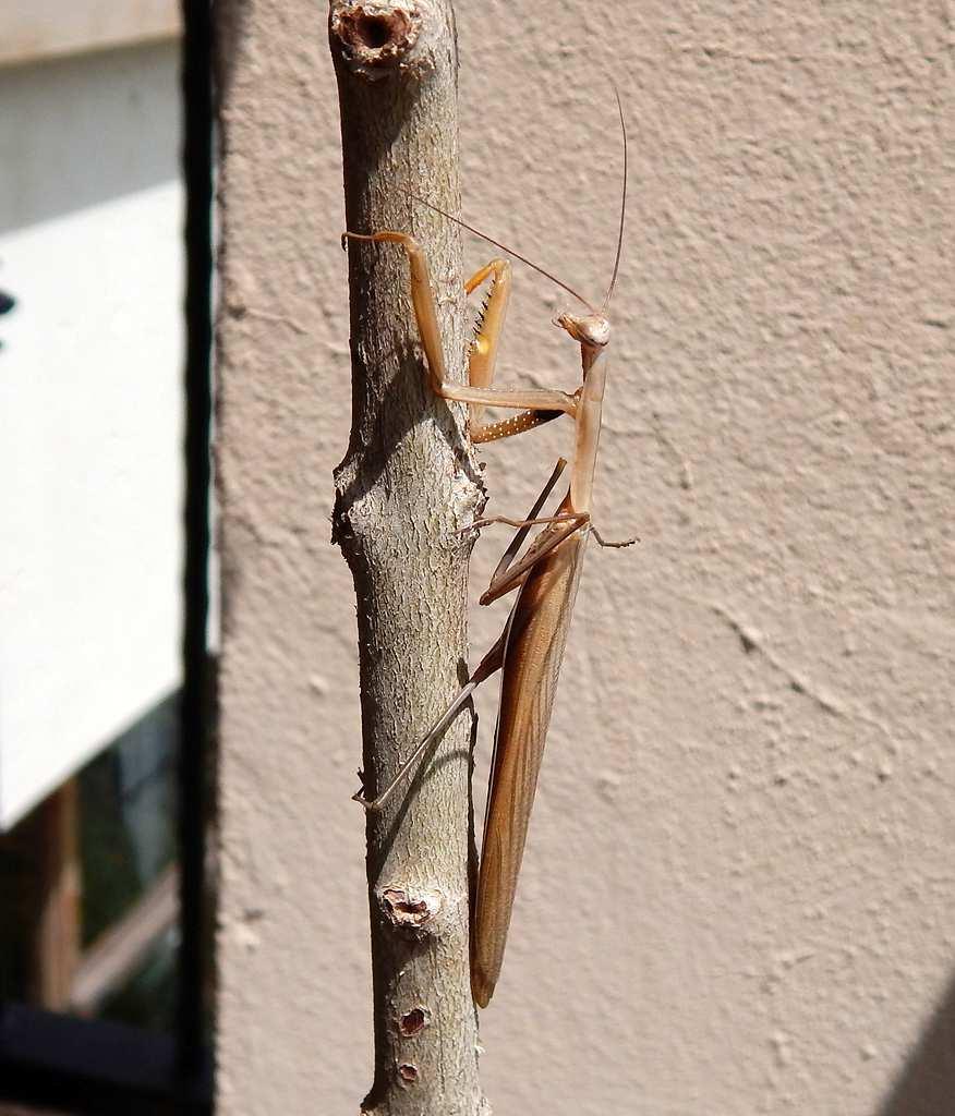 The front part of the mantis thorax is very flexible, allowing for a wide range of movement of the head and forelimbs while the remainder of the body remains more or less immobile.