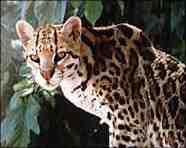 Our population of North Chinese Leopards were also used for assisted reproduction, as were Asian Golden Cats and Clouded Leopards.
