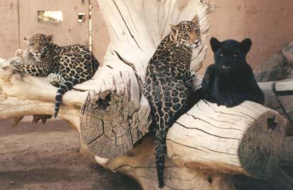 Jaguar siblings Cisco, Annie and Doc were born at the Cat House to Twlight and Jesse. The late N. Chinese Leopard Tai Chi was among those used in artificial insemination research.