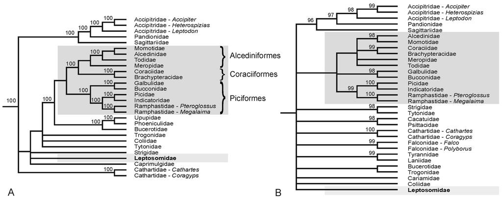 SHORT NOTES 227 Coraciidae and Brachypteraciidae although the Courol was not included in their phylogenetic analyses.