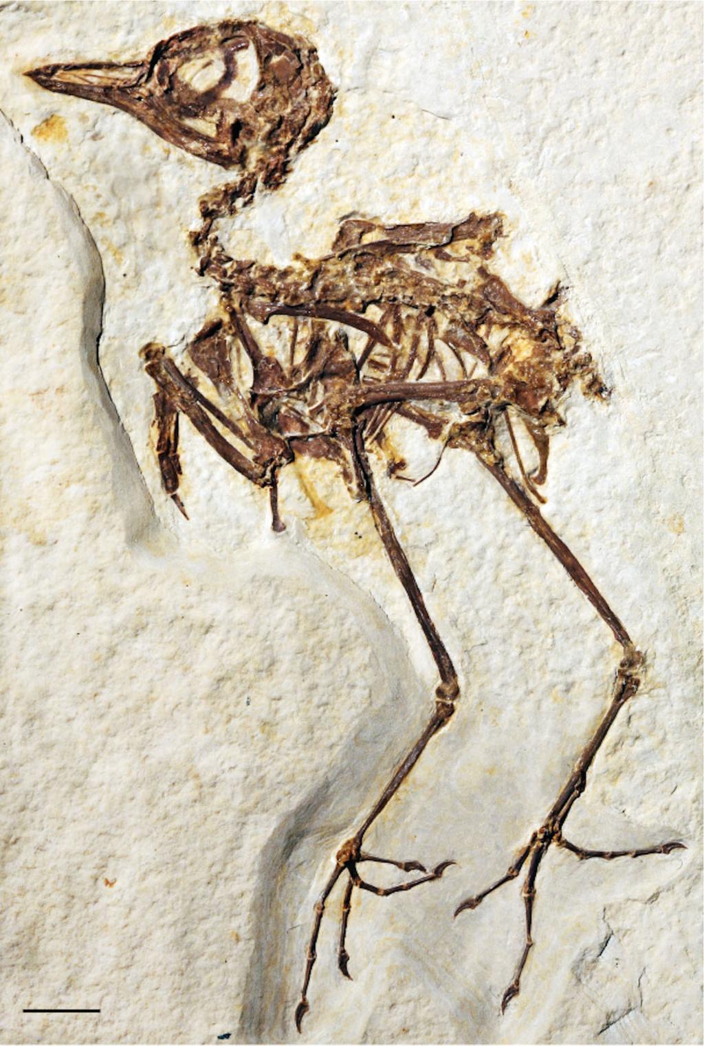 Figure 2 The holotype specimen of Zygodactylus grandei sp. nov. (FMNH PA 726) from the Green River Formation of Wyoming. Shown in left lateral view. Scale bar equals 1 cm. Full-size DOI: 10.