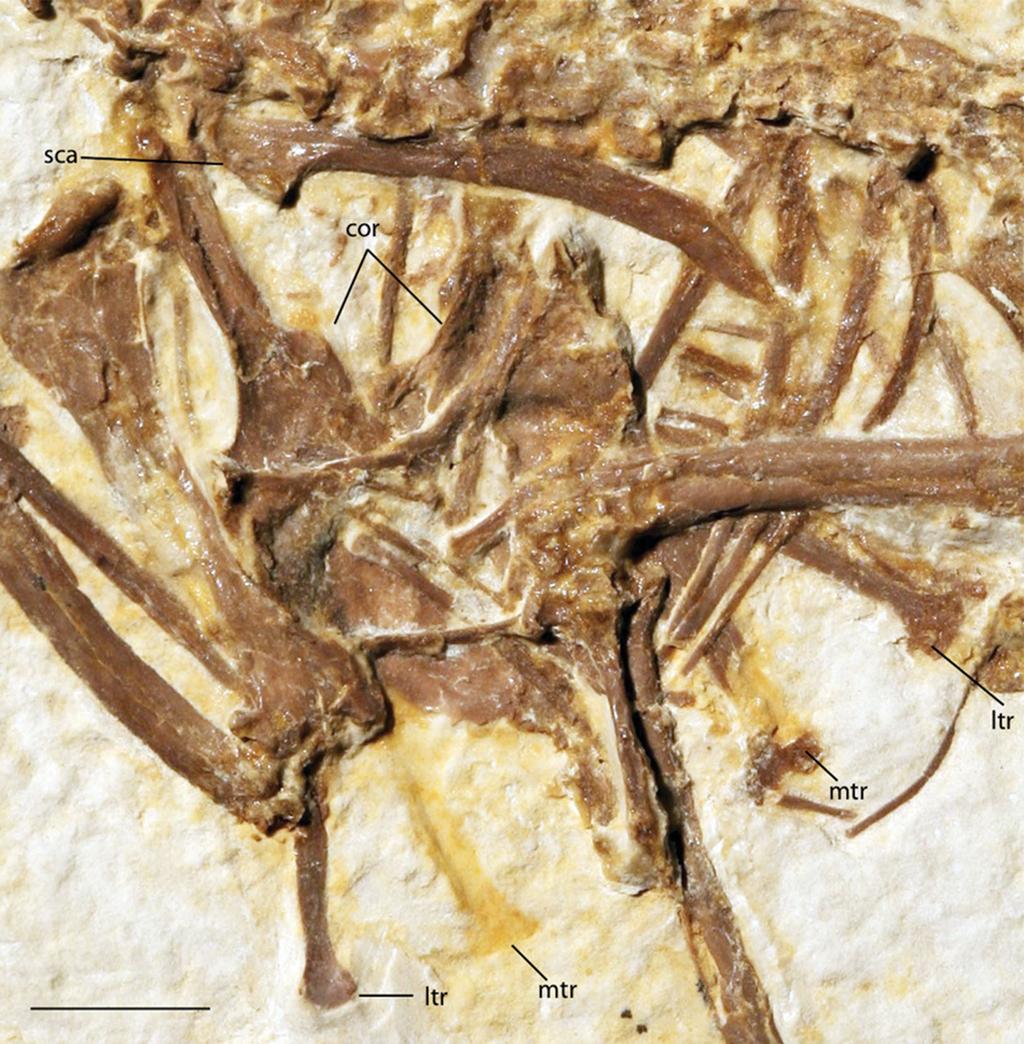 Figure 4 Pectoral girdle of FMNH PA 726, Zygodactylus grandei. Anatomical Abbreviations: cor, coracoid; ltr, lateral trabecula; mtr, medial trabecula; sca, scapula. Scale bar equals 1 cm.