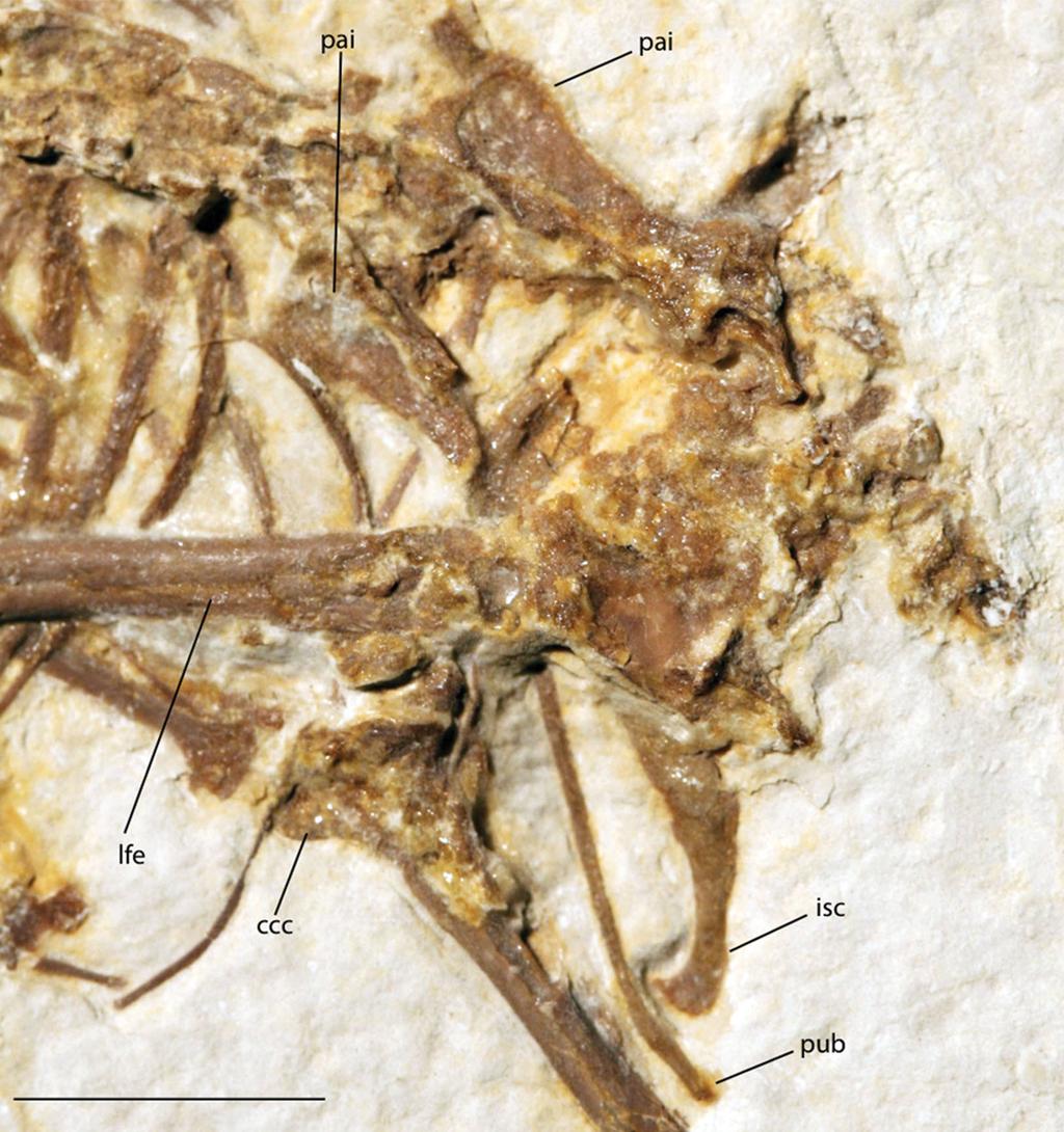 Figure 5 Pelvic girdle of FMNH PA 726, Zygodactylus grandei. Anatomical Abbreviations: ccc, cranial cnemial crest; isc, ischium; lfe, left femur; pai, preacetabular ilium; pub, pubis.
