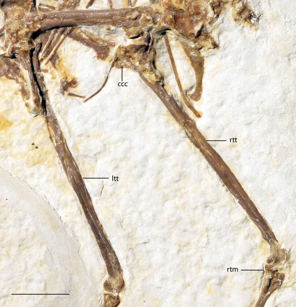 Figure 6 Tibiotarsi of FMNH PA 726, Zygodactylus grandei. Anatomical Abbreviations: ccc, cranial cnemial crest; itt, left tibiotarsus; rtm, right tarsometatarsus; rtt, right tibiotarsus.
