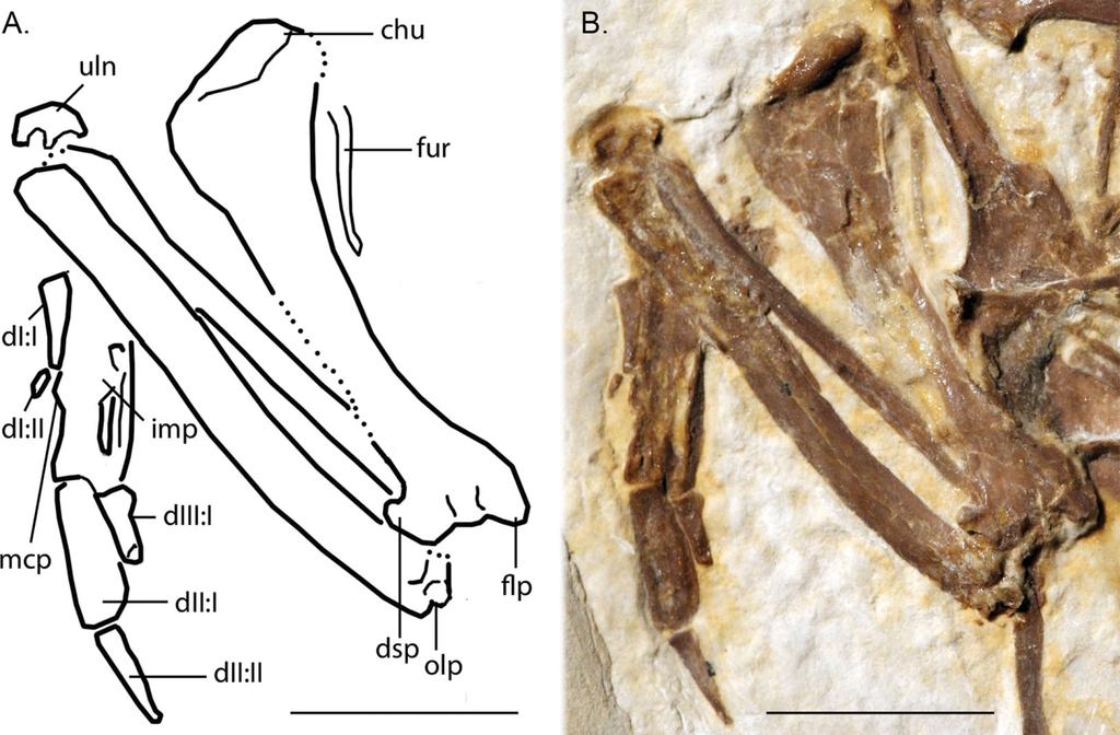 Figure 7 Line-drawing and photo of the left forelimb of FMNH PA 726, Zygodactylus grandei. Note the distinct dorsal supracondylar process and large intermetacarpal process.