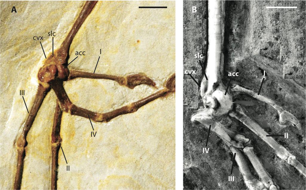 Figure 9 Distal left tarsometatarsi in lateroplantar view. (A) Zygodactylus grandei, FMNH PA 726; (B) Zygodactylus luberonensis. SMF Av 519.