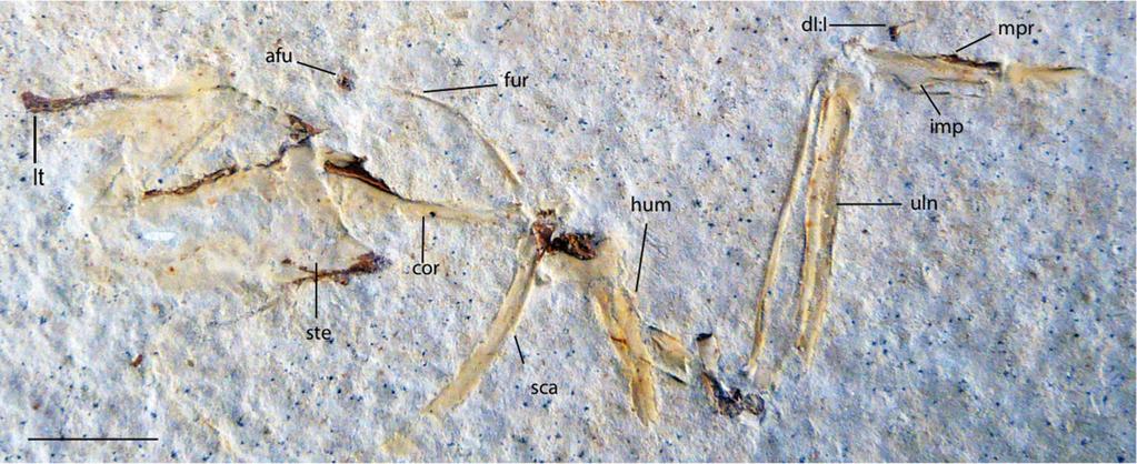Figure 11 UWGM 40705, slab B, referred specimen of Zygodactylus grandei. Right forelimb, sternum and pectoral elements.