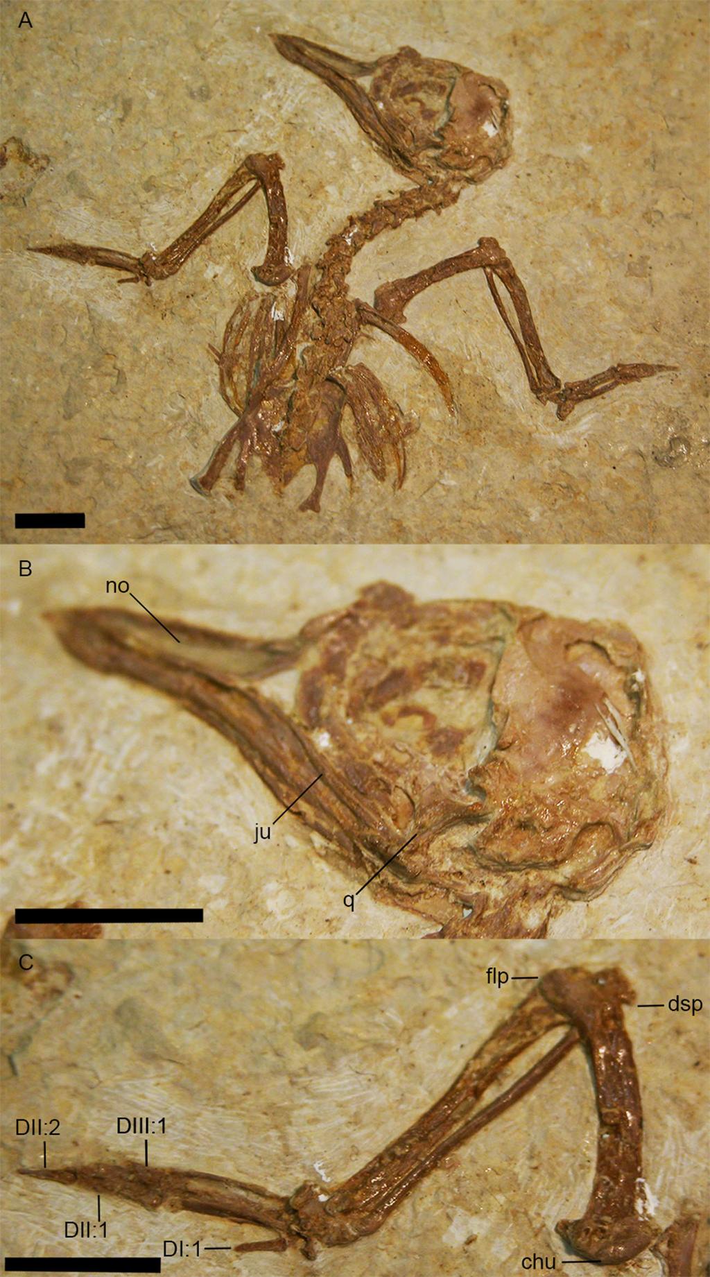 Figure 12 USNM 299821, holotype specimen of Eozygodactylus americanus (scale bar equals 1 cm).