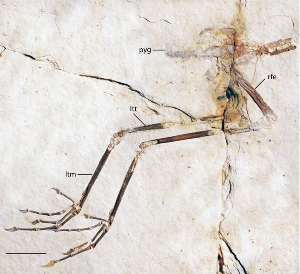 Figure 14 FMNH PA 770 slab A, tentatively referred to Eozygodactylus americanus. Exposed in right lateral view.