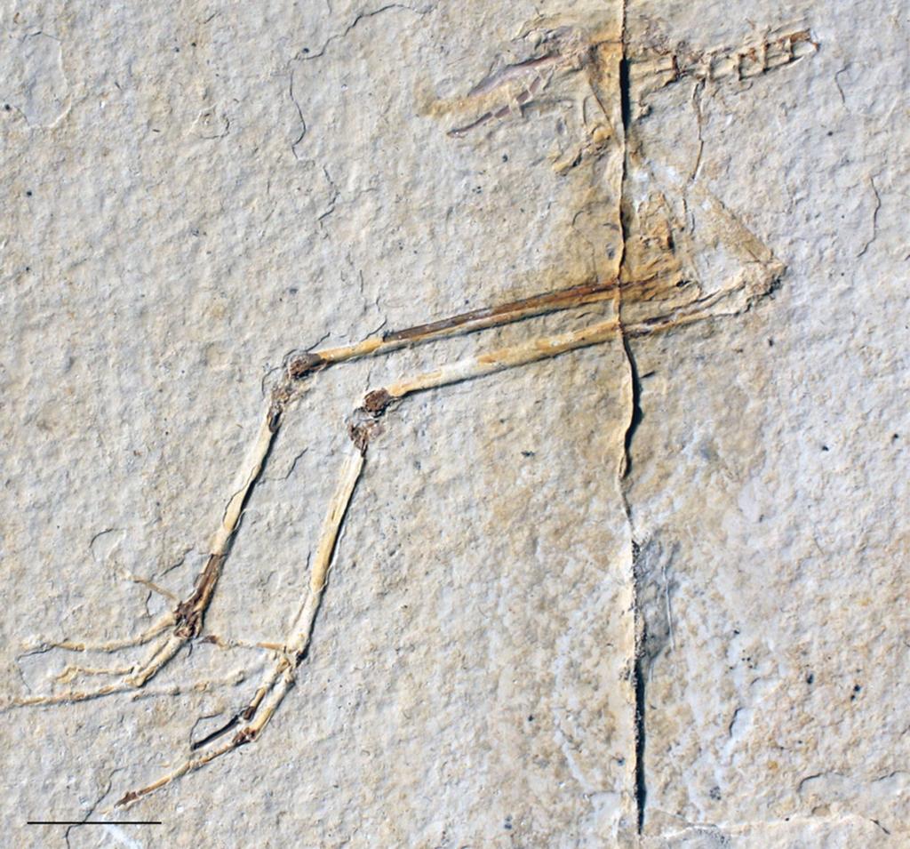 Figure 15 FMNH PA 770, slab B, tentatively referred to Eozygodactylus americanus. Exposed in right lateral view. Scale bar equals 1 cm. Full-size DOI: 10.7717/peerj.