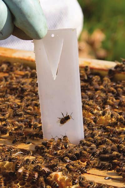 Safe for bees and for honey > NO SIGNIFICANT RESIDUES IN HIVE PRODUCTS Apivar is safe for bees and products hives thanks to the high quality of its components and its controlled-release technology.