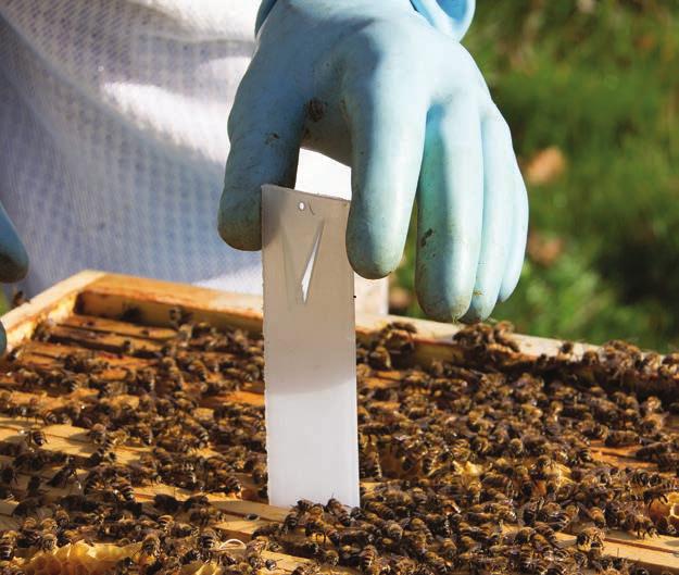 Apivar can also be applied in the fall to reduce mite load in the colony before winter bees are produced. This will maximize the strength of the colony for wintering.