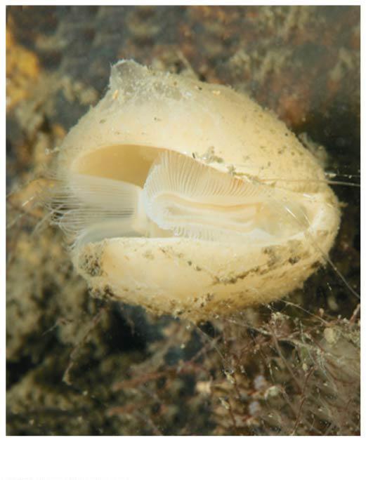 ectoprocts are sessile filter feeders with a hard exoskeleton Lophophore Creeping