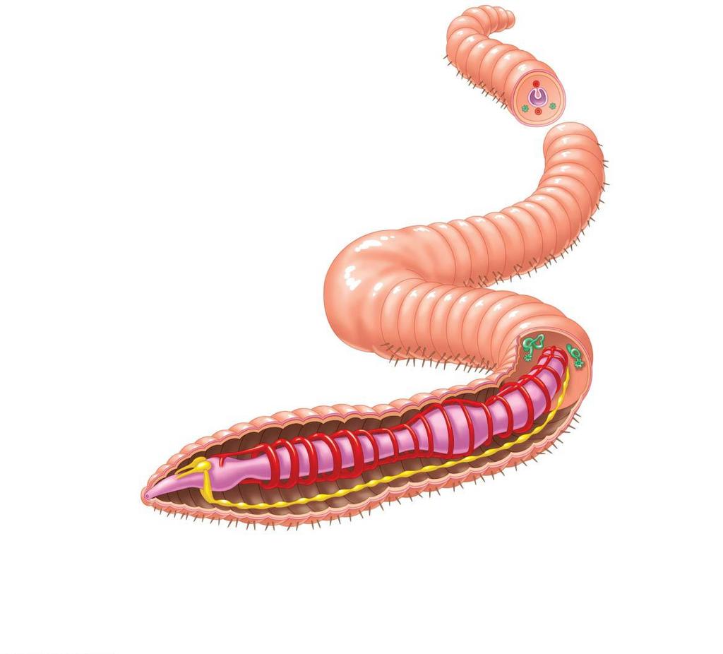 Earthworms earthworms are a good example of annelids, having a closed circulatory system and a complete digestive tract