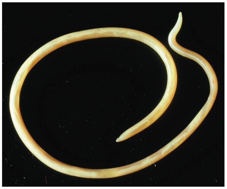 Nematodes The Nematodes or roundworms have a complete